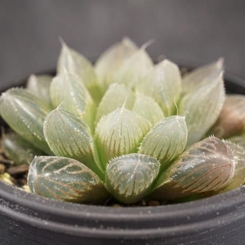 多肉植物 ハオルチア 台湾李氏実生21 奇妍系 【公式通販】