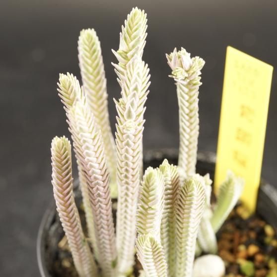 専用　ペンタンドラム錦覆輪　珊瑚錦　サファイア錦　青竜錦他　輸入苗　多肉植物 専用 ペンタンドラム錦覆輪 珊瑚錦 サファイア錦 青竜錦他 輸入