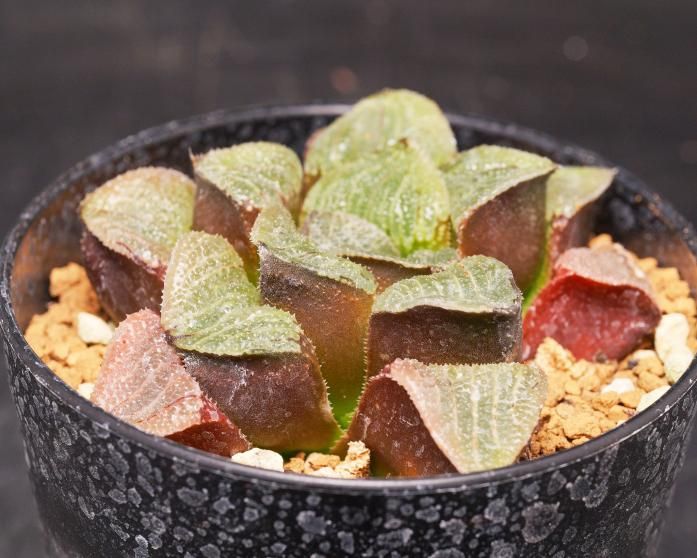 チャピたま様 プラナロム ローズオットー、ユーカリラディアタ