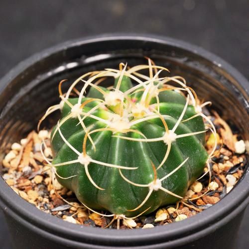 狂刺綾波　実生　サボテン 狂刺綾波 - SABOTENTARO.COM