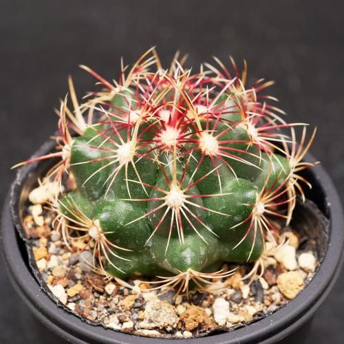 実生コーデックス(塊根植物)パキポディウムグラキリス1鉢 | d