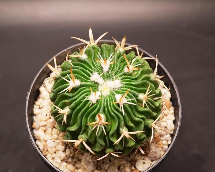 サボテン⭐︎ピロカクタス属　白刺寒鬼玉　実生接ぎ サボテン⭐︎ピロカクタス属 白刺寒鬼玉 実生 - メルカリ