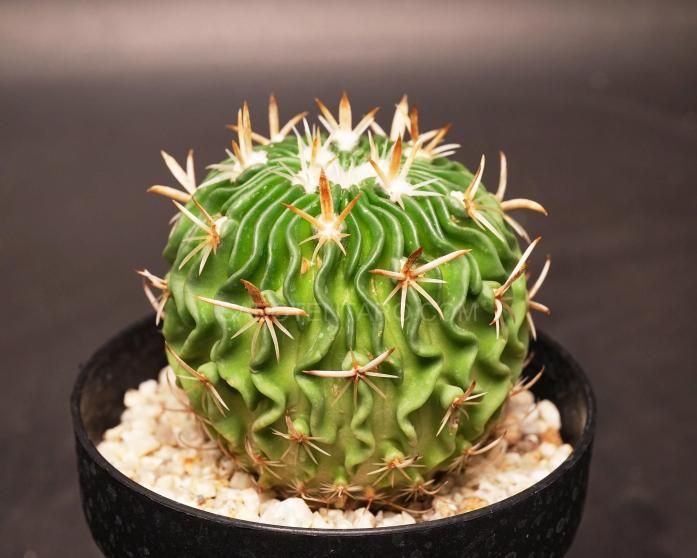 サボテン⭐︎ピロカクタス属　白刺寒鬼玉　実生接ぎ サボテン⭐︎ピロカクタス属 白刺寒鬼玉 実生 - メルカリ