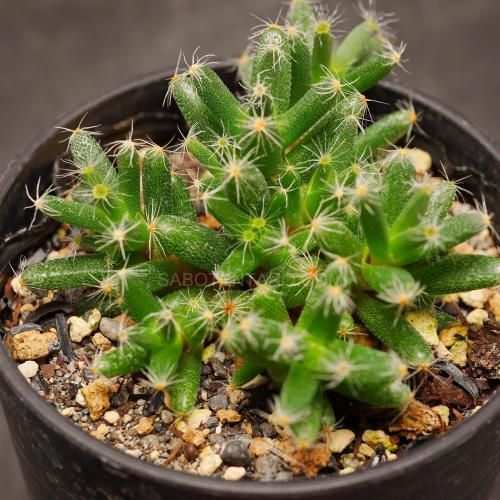 紫晃星 - SABOTENTARO.COM