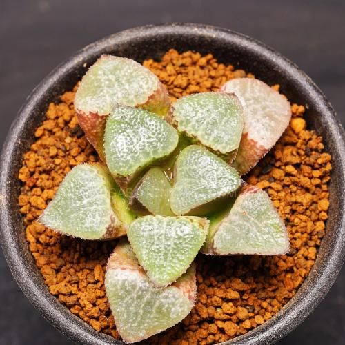 アロエ トリコサンタ大株