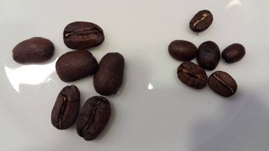パカマラのコーヒー豆のサイズ