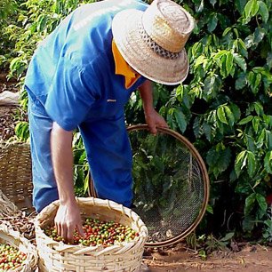 ブラジル サントス No 2 コーヒー豆の焙煎 販売 Greenbeans