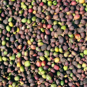 ペルー　ティアラ（オーガニック豆100％）