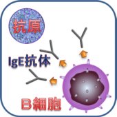 Ｂ細胞でＩｇＥ抗体が作られる