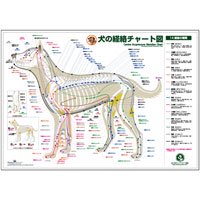 犬の経絡 ツボ チャート図ポスター Iimono Shop Pro