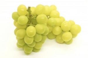 Ϸδϥ㥤ޥåȡڥޥ祦Ѹ1kg/2kg