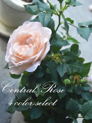 大輪ミニバラCentral Roseインフィニテイ4色からセレクト - バルコニー 