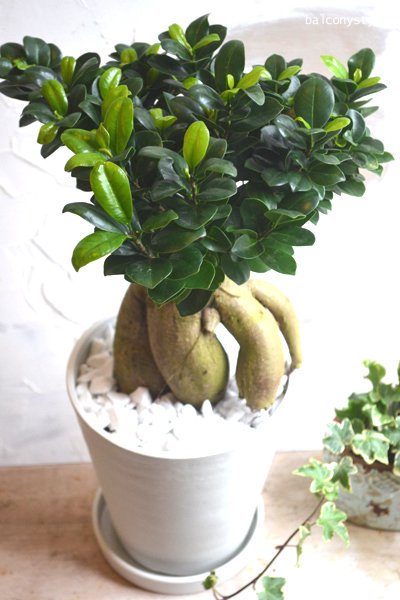 ガジュマル」Ficus microcarpa6号送料込み - バルコニースタイル