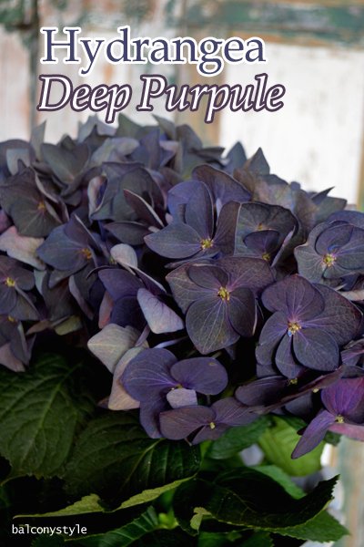 ハイドランジアディープパープル黒花紫陽花 バルコニースタイル ガーデニング雑貨 ベランダガーデニング