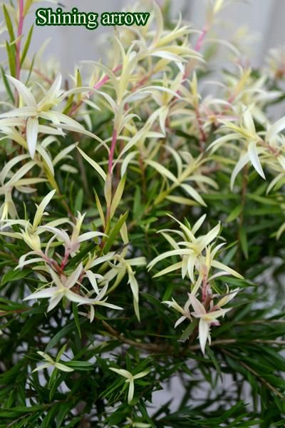 ティーツリー・ウェストリンギアボールトピアリー4種 - バルコニー