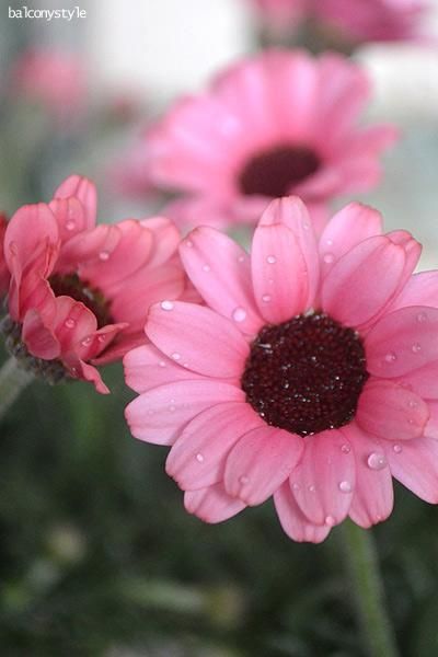 ¥í¡¼¥À¥ó¥»¥Þ¥à¥Ô¡¼¥Á¥¸¥ã¥à