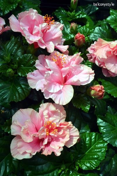 中型ハイビスカス ピンク花 🌸ハイビスカス🌸 ピンク色とオレンジ色がかった花びらが2つ並んで咲い