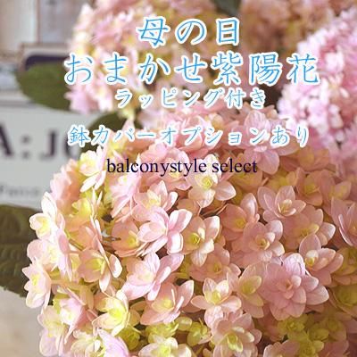 母の日おまかせ紫陽花バルコニースタイル*セレクト - バルコニー