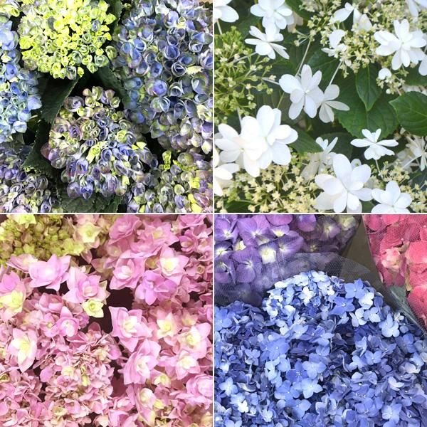 楽天市場】父の日 花 早割 6月1日迄！ アジサイ ギフト マジカル