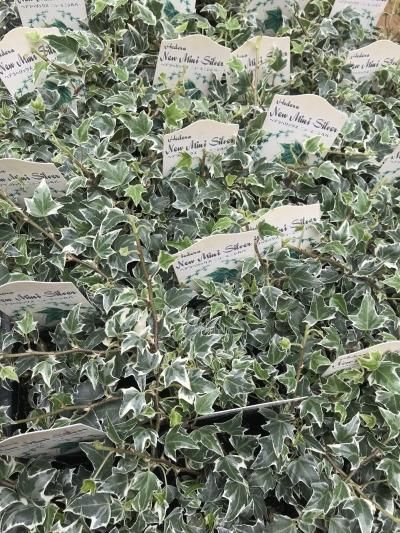 極小ヘデラ ニューミニシルバー - バルコニースタイル｜ガーデニング