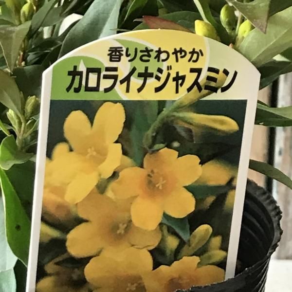 カロライナジャスミン バルコニースタイル ガーデニング雑貨 ベランダガーデニング カロライナジャスミン バルコニースタイル ガーデニング雑貨 ベランダガーデニング