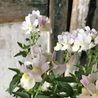 芳香性宿根ネメシア ピンクレモネード バルコニースタイル ガーデニング雑貨 ベランダガーデニング 芳香性宿根ネメシア ピンクレモネード バルコニースタイル ガーデニング雑貨 ベランダガーデニング