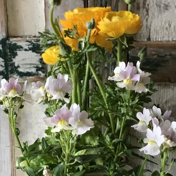 芳香性宿根ネメシア ピンクレモネード バルコニースタイル ガーデニング雑貨 ベランダガーデニング 芳香性宿根ネメシア ピンクレモネード バルコニースタイル ガーデニング雑貨 ベランダガーデニング