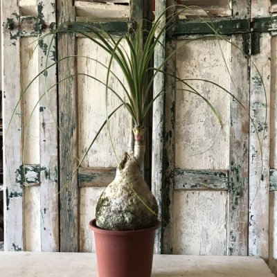トックリラン　観葉植物 - バルコニースタイル｜ガーデニング雑貨・ベランダガーデニング