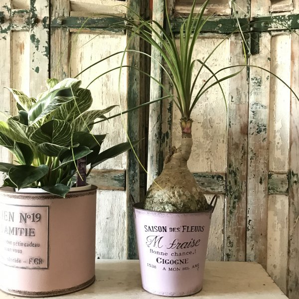 トックリラン 観葉植物 - バルコニースタイル｜ガーデニング雑貨 