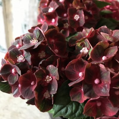 新品種深紅の紫陽花「ブラックナイト」4.5号 - バルコニースタイル