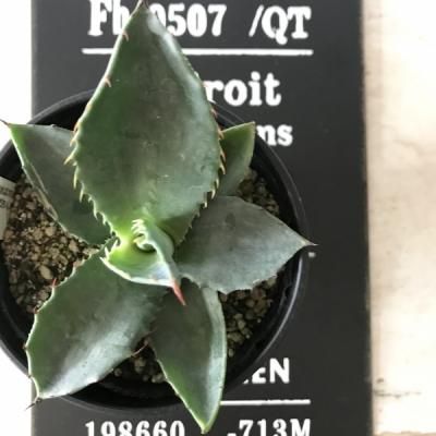Agaveアガベ アトロビレンス ロング樹脂鉢観葉植物 バルコニースタイル ガーデニング雑貨 ベランダガーデニング Agaveアガベ アトロビレンス ロング樹脂鉢観葉植物 バルコニースタイル ガーデニング雑貨 ベランダガーデニング