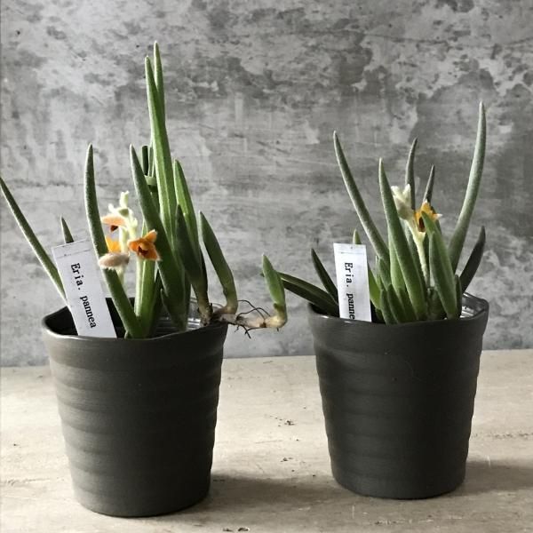 原種ラン「エリア・パンネア」樹脂鉢2.5号 - バルコニースタイル