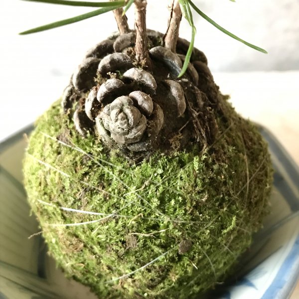 苔玉松ぼっくり「MATSUKASA」3タイプ - バルコニースタイル｜ガーデニング雑貨・ベランダガーデニング