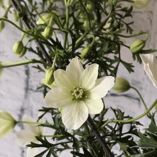 常緑クレマチス「カートマニージョー」ハート仕立て - バルコニー