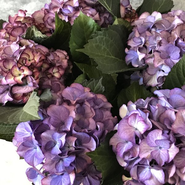 新品種のアンティーク紫陽花「ブラックジュエリー」5号 - バルコニー 