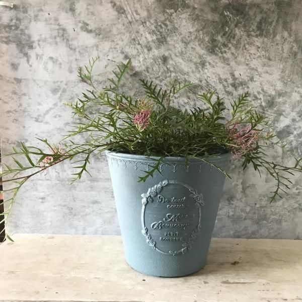 グレビレア「ブロンズランバー」5号 - バルコニースタイル