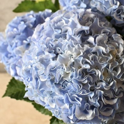 新品種紫陽花ハイドランジア「フルフル」5号 - バルコニースタイル 