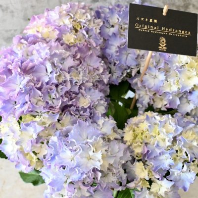 23年新品種アンティーク紫陽花「マーメイドドレス」5号スズキ農園 