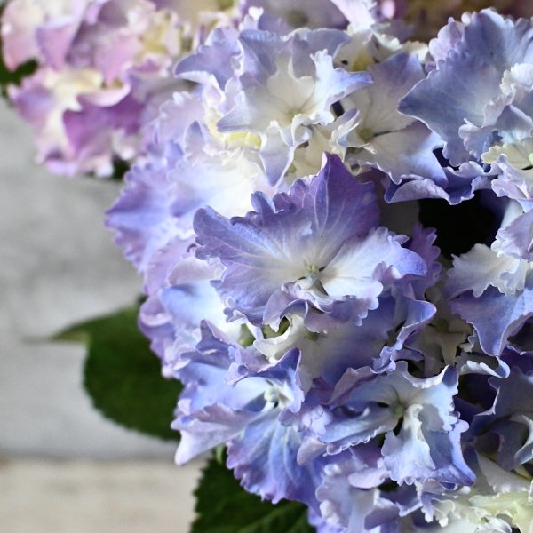 23年新品種アンティーク紫陽花「マーメイドドレス」5号スズキ農園