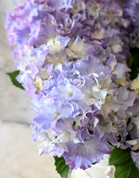 23年新品種アンティーク紫陽花「マーメイドドレス」5号スズキ農園 