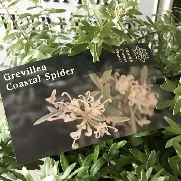 希少　グレビレアコースタルスパイダー　大株 園芸ネット本店｜グレビレア：コースタルスパイダー5号鉢植え の通販