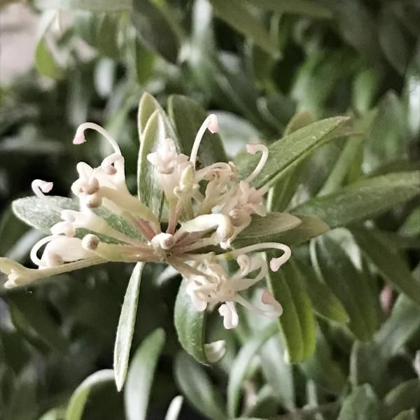 希少　グレビレアコースタルスパイダー　大株 グレビレア：コースタルスパイダー（5号）希少 珍しい ネイティブ