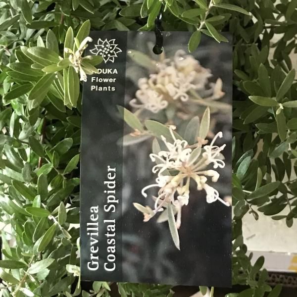 グレビレア「コースタルスパイダー」5号Grevillea Coastal Spider