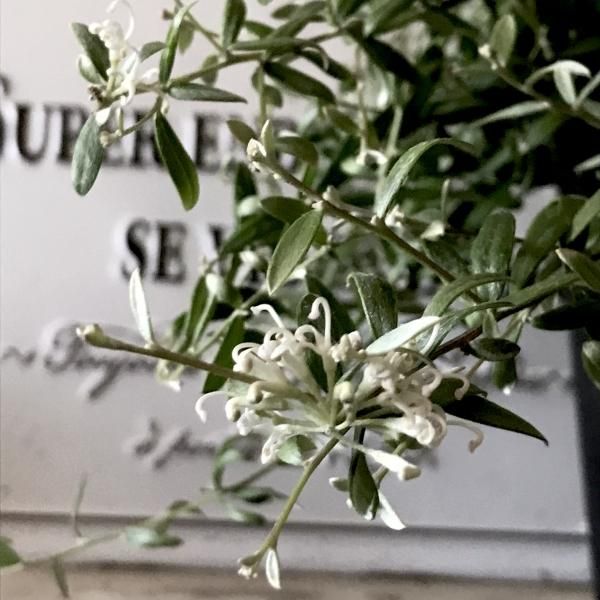 グレビレア「コースタルスパイダー」5号Grevillea Coastal