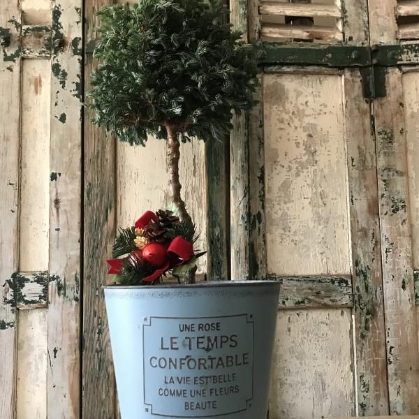 ボールバードのトピアリー仕立て5号 - バルコニースタイル