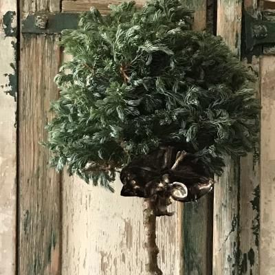 ボールバードのトピアリー仕立て5号 - バルコニースタイル