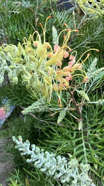 グレビレア「ピーチアンドクリーム」5号Grevillea peach & cream