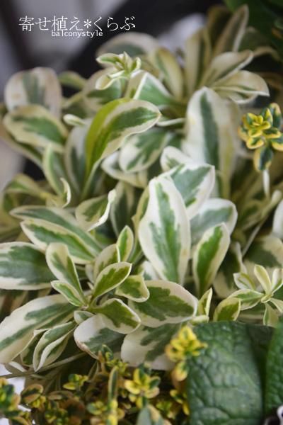 プリムラジュリアンロイヤルパープルエッジリース27cm植え込み済み