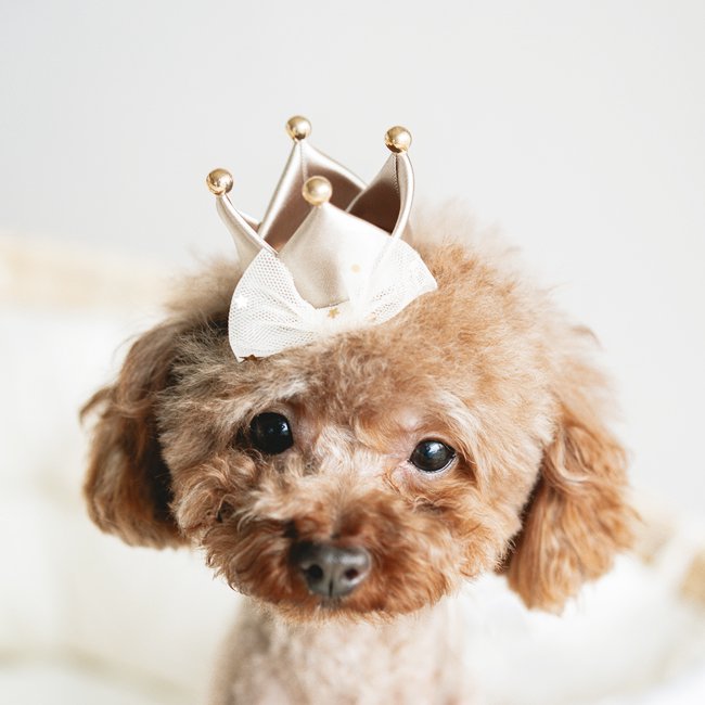 犬　猫 誕生日 帽子 クラウン ペット 王冠 バースデーグッズ