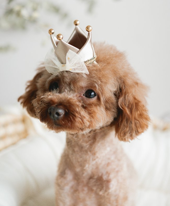 犬　猫 誕生日 帽子 クラウン ペット 王冠 バースデーグッズ